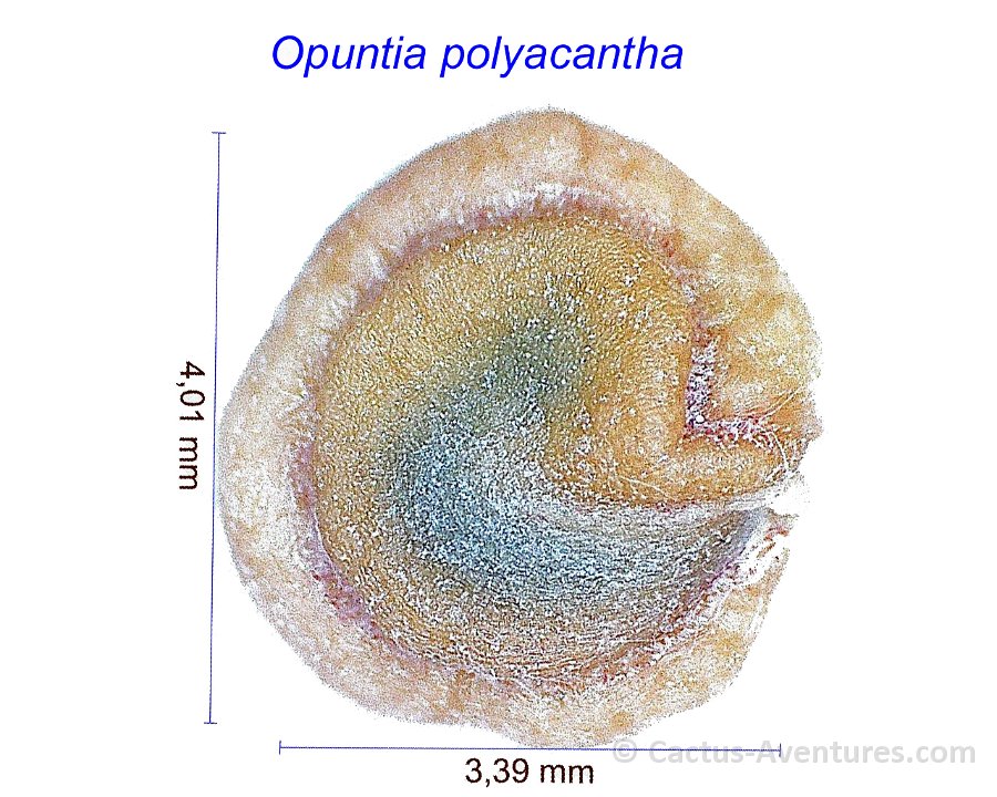 Opuntia polyacantha